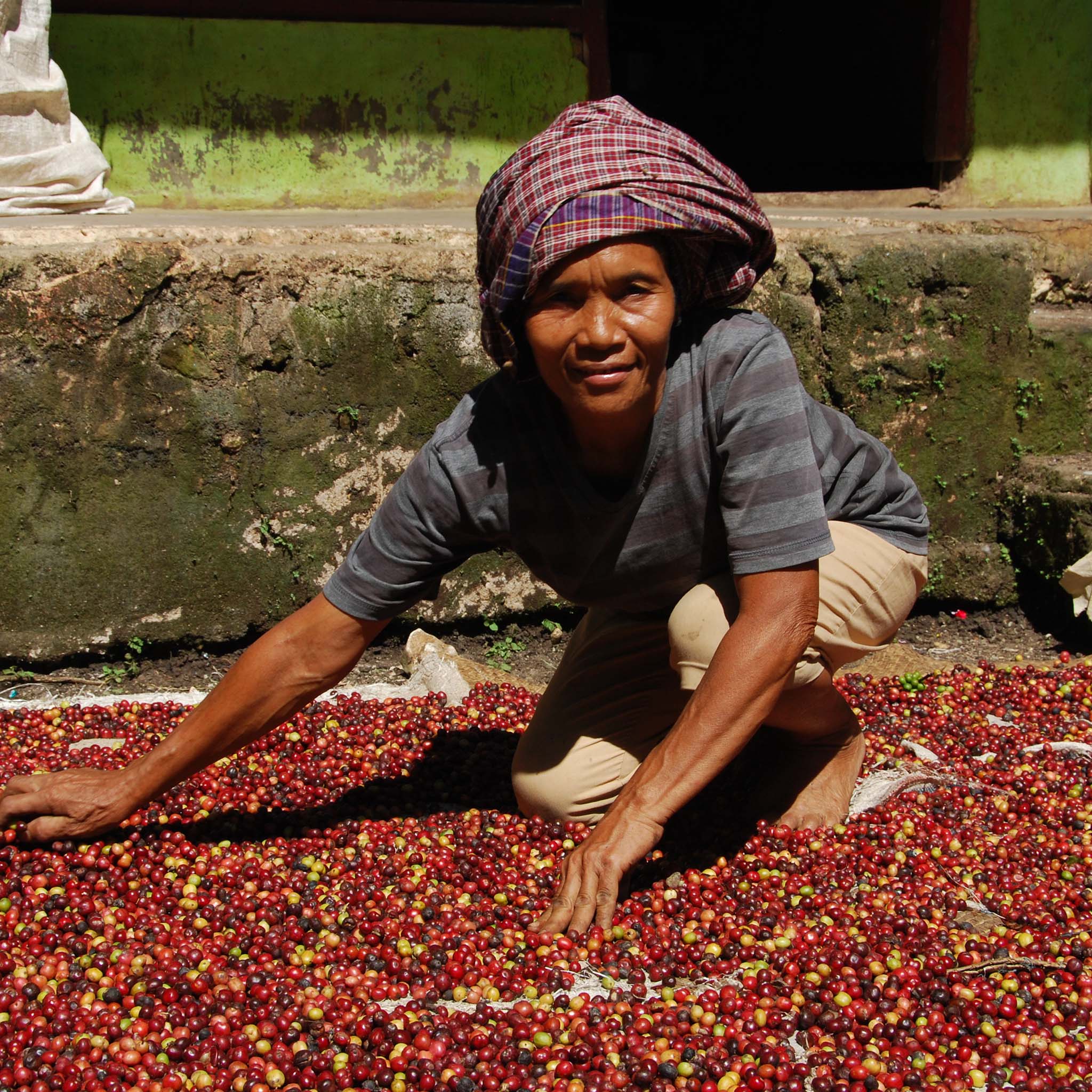 Sumatra shop coffee beans
